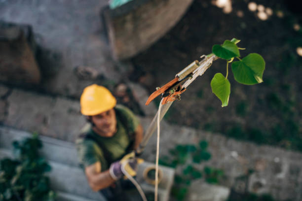 Best Arborist Services Near Me  in Rockford, MI